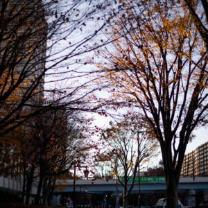 キヤノンRF45mm F1.2 STM遠景の作例。