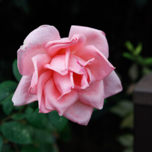 キヤノンRF45mm F1.2 STMレンズプロファイル。