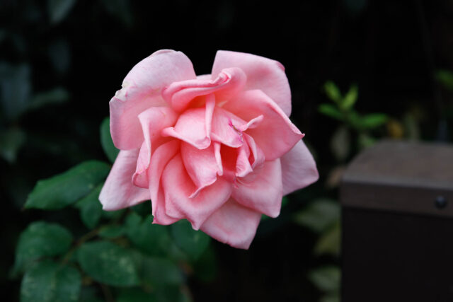 キヤノンRF45mm F1.2 STMレンズプロファイル。