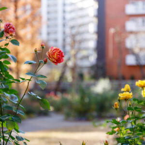 温故知新SIGMA Art 24-70mm F2.8 DG OS HSM、高画質ってこういうことか。