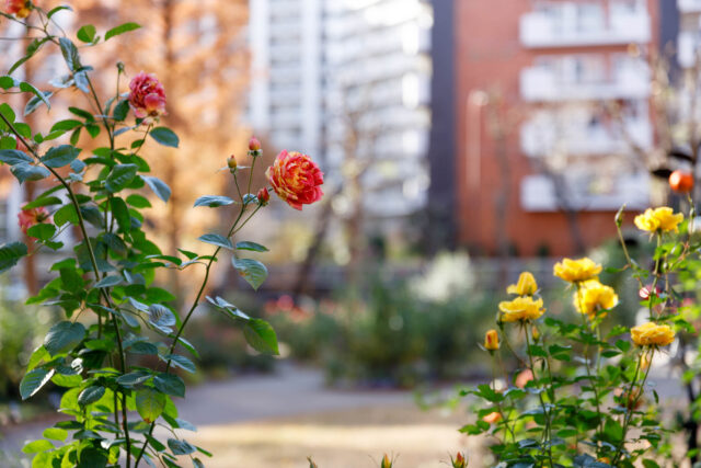 温故知新SIGMA Art 24-70mm F2.8 DG OS HSM、高画質ってこういうことか。