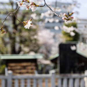 桜。